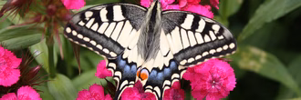 Schmetterling